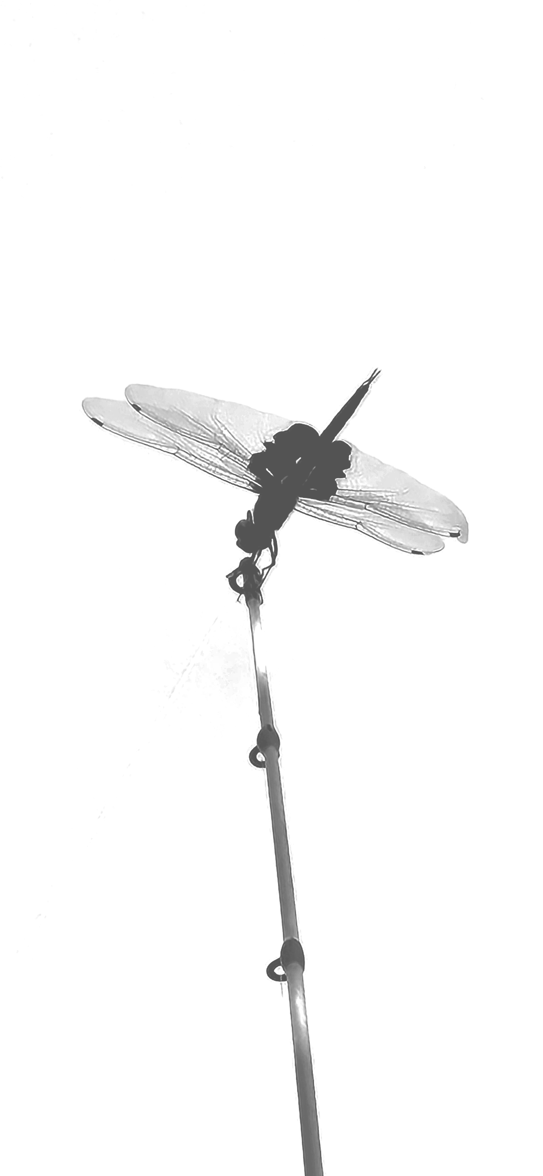 Black and white photograph of a dragonfly perched on the tip of a fishing rod against a bright, empty sky.
